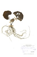 藏品(臺灣山菊)的圖片